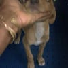 Asco, Mâle, X Berger, né le 01/06/2026 🐶