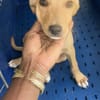 Asco, Mâle, X Berger, né le 01/06/2026 🐶