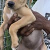 Asco, Mâle, X Berger, né le 01/06/2026 🐶