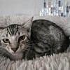 Lilly
