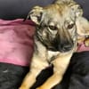 Honey sucht Hundekenner mit Herz