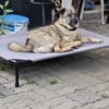 Honey sucht Hundekenner mit Herz