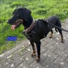 Dias, 03/25 - sportlicher Rüde wartet in 40789 Monheim