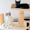 Bluey & Nouar suchen ihr gemeinsames Zuhause