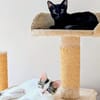 Bluey & Nouar suchen ihr gemeinsames Zuhause