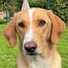 Sheldon, geb. ca. 11/2023, 47652 Weeze