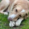 Sheldon, geb. ca. 11/2023, 47652 Weeze