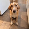 Sheldon, geb. ca. 11/2023, 47652 Weeze