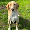Sheldon, geb. ca. 11/2023, 47652 Weeze