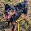 Aktive Jagdterrier Hündin FREYA