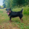 Aktive Jagdterrier Hündin FREYA