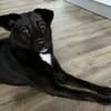 unsicherer PAULI sucht geduldiges Zuhause