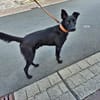 ROCKY - aufgeschlossen, quirlig und immer interessiert