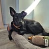 ROCKY - aufgeschlossen, quirlig und immer interessiert