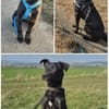 ROCKY - aufgeschlossen, quirlig und immer interessiert
