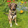 MOSTIE sucht ruhiges, liebevolles Zuhause