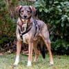 MOSTIE sucht ruhiges, liebevolles Zuhause