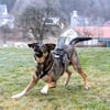 MOSTIE sucht ruhiges, liebevolles Zuhause