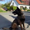 Laika  wartet in 50259 Pulheim auf deinen Besuch
