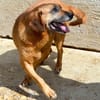 Lupe - Schlappohr sucht neues Zuhause