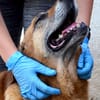 Lupe - Schlappohr sucht neues Zuhause
