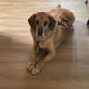 Lupe - Schlappohr sucht neues Zuhause