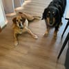 Lupe - Schlappohr sucht neues Zuhause