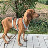 Geben Sie Pucci eine Chance?
