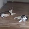 KIRA & BUBI - zwei liebenswerte Senioren
