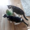 KIRA & BUBI - zwei liebenswerte Senioren