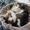 LUTZ + MR.JINGLES: gemeinsamer Neuanfang bei Maine Coon Fans