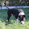 tyson