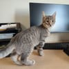 ZAIRE QCT (a trouvé sa famille)
