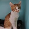 Litchi (en cours d'adoption)