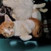 Litchi (en cours d'adoption)