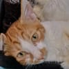 Litchi (en cours d'adoption)