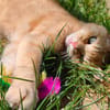NALA C