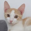 SANDRO (Réservé)