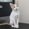 SACHA (réservée)