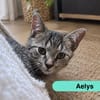 AELYS