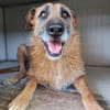 NINA (Union Animal)