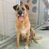 NINA (Union Animal)