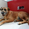 NINA (Union Animal)