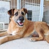 NINA (Union Animal)