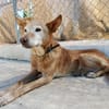 HERMES (Union Animal)