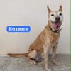 HERMES (Union Animal)