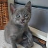 ILDUT À ADOPTER AVEC UN CHAT DÉJÀ PRÉSENT CHEZ VOUS