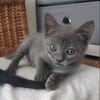 ILDUT À ADOPTER AVEC UN CHAT DÉJÀ PRÉSENT CHEZ VOUS