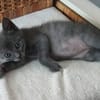 ILDUT À ADOPTER AVEC UN CHAT DÉJÀ PRÉSENT CHEZ VOUS