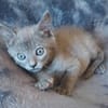 ILDUT À ADOPTER AVEC UN CHAT DÉJÀ PRÉSENT CHEZ VOUS